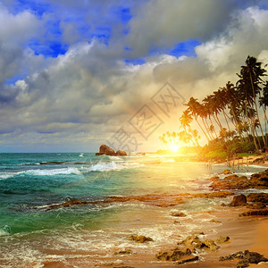 沿海洋日出和热带棕榈树图片