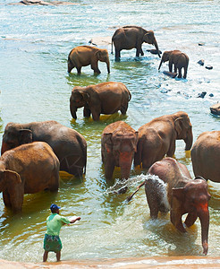 2011年2月18日斯里兰卡皮纳维拉来自斯里兰卡皮纳维拉的皮纳维拉大象孤儿院的大象pinnawela大象孤儿院是野生大象的孤儿院图片
