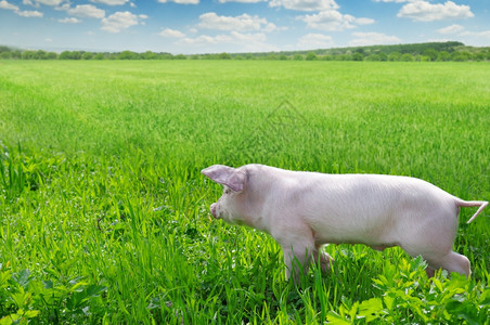 绿色草地上的滑稽猪图片