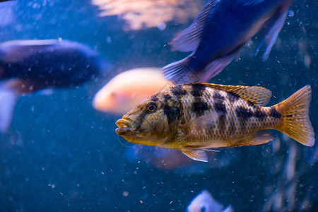 水族馆的鱼图片