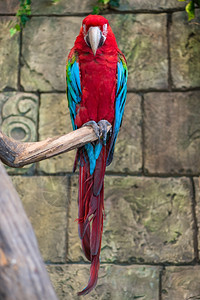 长尾的红金刚鹦鹉坐在树枝上图片