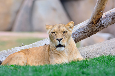 近身的狮子躺在绿色草地上一边往远看图片
