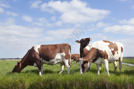 在青草地上吃草的奶牛图片