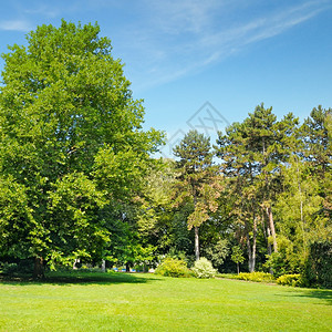 公园绿草和蓝天图片