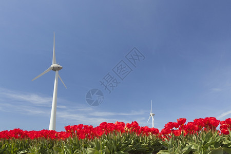红郁金香和风力涡轮机图片