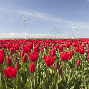 红郁金香和风力涡轮机图片