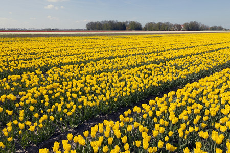 荷兰郁金香风车花朵田中黄色的郁金香背景