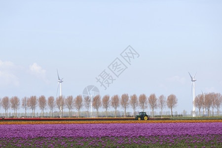 红郁金香风景在荷兰河内弗列沃的杜特奇省有树木和风力涡轮机图片