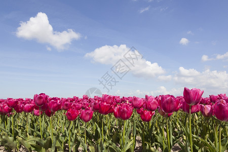 荷兰郁金香风车花田中的红色或粉郁金香蓝天空荷兰诺尔多斯托波极中的云背景
