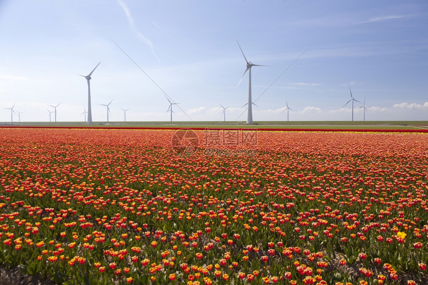 本底有风涡轮机和蓝天空的杜赫诺多波变彩风景中的红色和黄郁金香图片