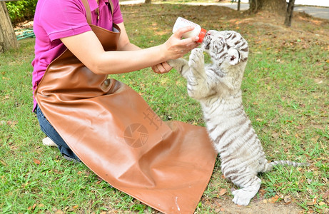 动物园管理员照顾和喂养婴儿白老虎图片