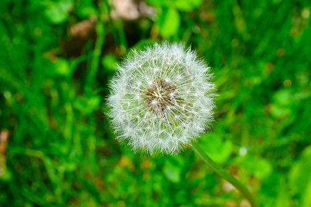 绿草背景下的花朵种子图片