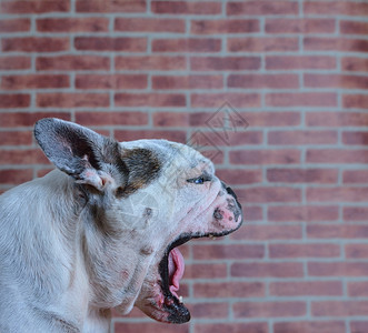 张开嘴的法斗犬肖像图片