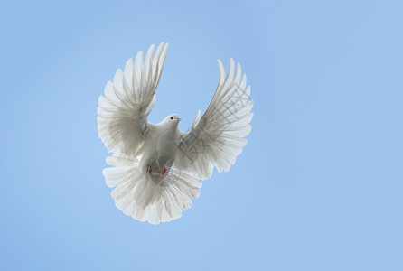 白鸽飞向蓝天高清图片