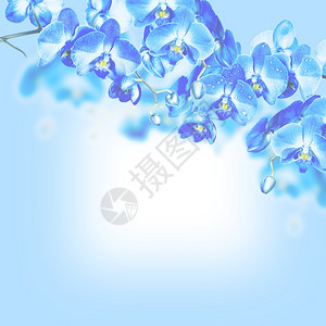 白底蓝兰花的鲜枝图片