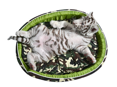 白老虎躺在床垫里图片