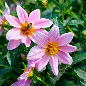 蜜蜂在一朵花上摇欲坠图片