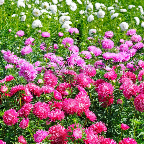 红色的花朵浅田野图片