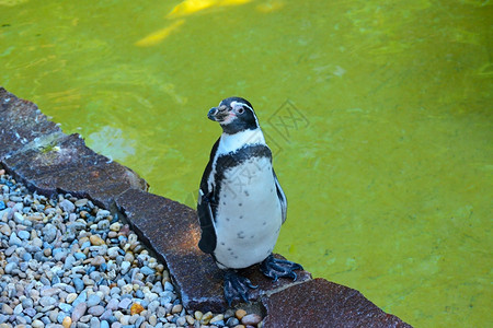 南半球无飞行的企鹅海鸟黑上部和白下图片