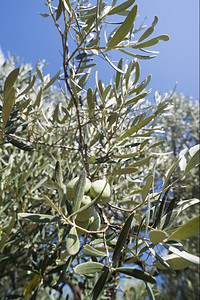 橄榄种植园图片