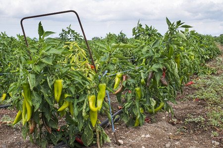在田里连续种植胡椒图片