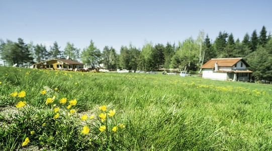 绿草地背景上有鲜花和小屋图片