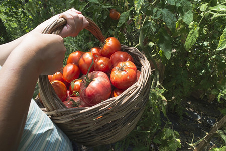 在篮子中采摘西红柿私人花园图片