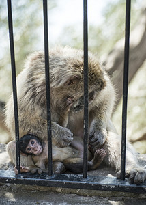 猴子宝和他的妈图片