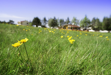 绿草地背景上有鲜花和小屋植物高清图片素材