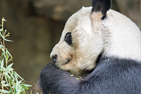 巨熊吃青竹图片