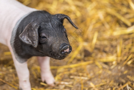 和一只可爱的小猪两周大幼和一只有趣的鼻涕图片素材