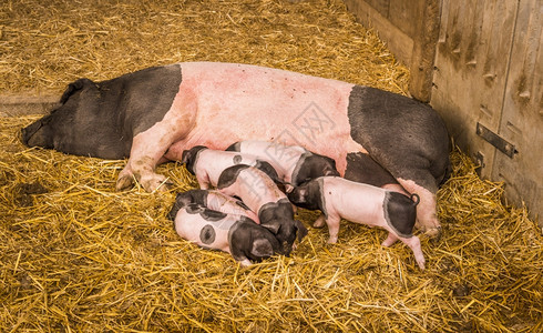 母猪来自斯瓦比人猪一种德国人躺在稻草上农场的巢穴里周围有六只幼猪背景图片