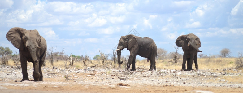 非洲草原上的三头大象图片