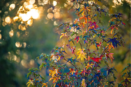 阳光下的彩色树叶图片