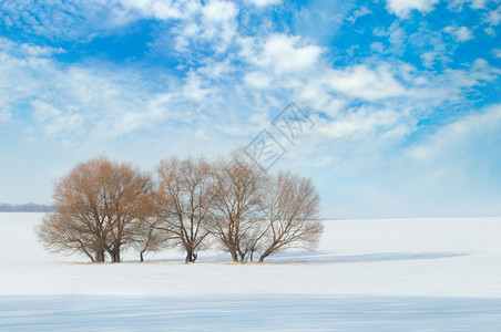 蓝色天空背景下的雪覆盖了田地和树木图片