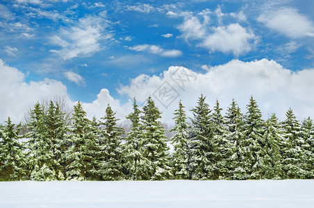 美丽的冬季风景一片覆盖着雪和的田地图片