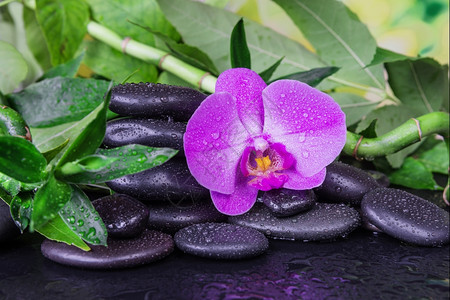 含有黑色巴萨按摩石粉红兰花和绿叶黑色底有水滴的黑色SPA概念图片