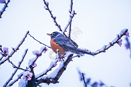 在美国春雪的桃子树上笼罩着美洲的知更鸟图片
