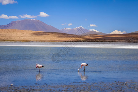 高平原上拉力湖中的粉红火烈鸟苏德嘴唇保留地Eduarov和bliva的粉红火烈鸟图片