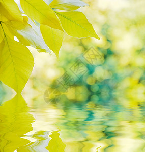 黄秋叶其背景是多彩树其颜色反映在小浪的水面上图片