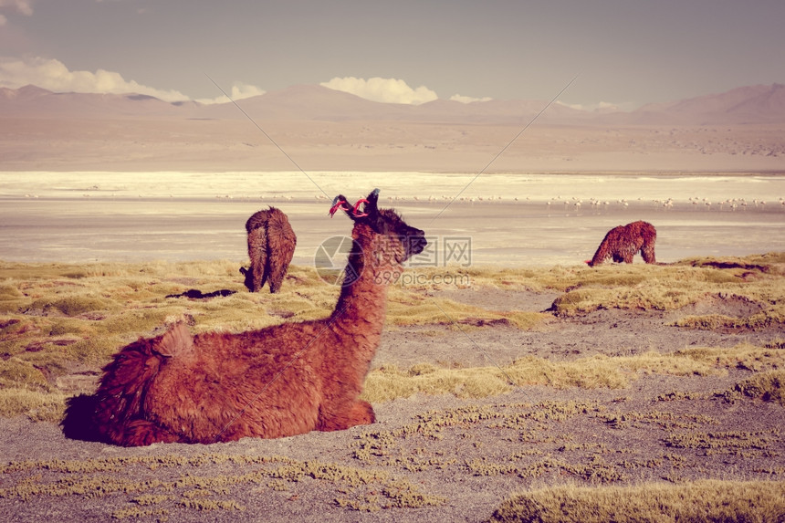 玻利维亚科罗拉多州拉古纳的群南lipezaltiplanoreservaeduardoavaroa图片