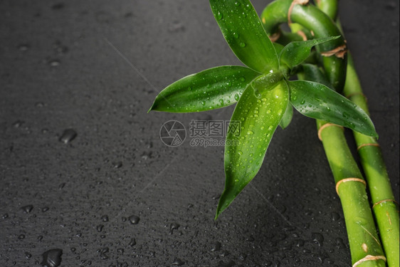绿色竹芽和根茎覆盖在黑色背景上的水滴有文本的花束图片