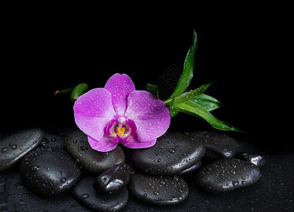 含有黑色巴萨按摩石粉红兰花和绿叶黑色底有水滴的黑色SPA概念背景图片