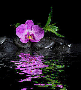 含有黑色玄武按摩石粉红兰花和绿叶的SPa概念水面滴覆盖黑底有小波浪水面滴黑底小图片