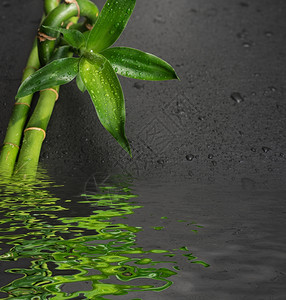 绿竹芽和花茎覆盖着以黑色背景的水滴其黑色背景反映于小浪的水面上有小波文字版面图片