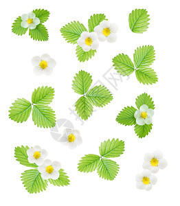 白色背景上隔离的新鲜白花和草莓绿叶顶部视图平板顶部视图图片