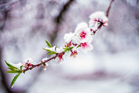 春雪中桃树农场有花朵背景图片