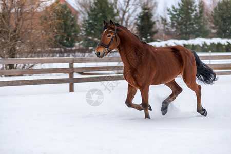 美丽的年轻棕色小马在雪中奔跑图片