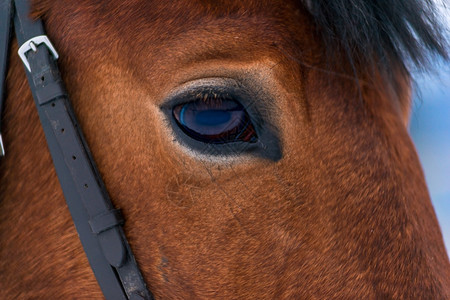 马眼睛棕色深马匹背景