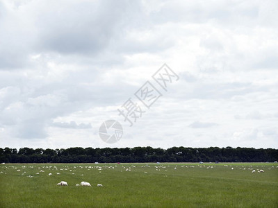 以绿草地放牧的绵羊靠近埃梅洛尔德在古代海变成陆地的dutchnordstper图片